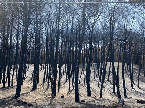 Emergenza Incendi Wwf Nel Mila Ettari In Fumo Vita It