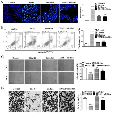 Antitumor Effects Of Tubeimoside In Nci H Cells Are Mediated By