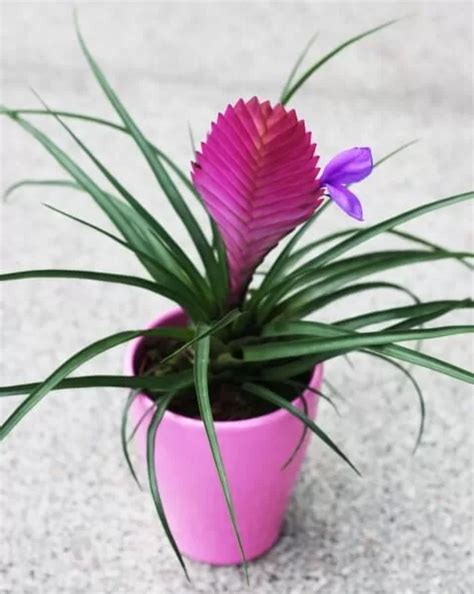 Тилландсия: уход в домашних условиях, пересадка, размножение и виды