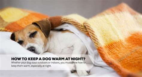 how to keep dog warm at night outside