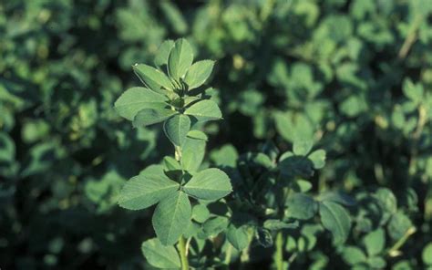 Alfalfa Diseases And Pests Description Uses Propagation