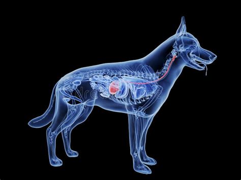 canine stomach stock illustration illustration  transparent