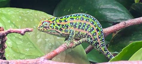 Jeweled Chameleon Furcifer Campani Chameleon Academy