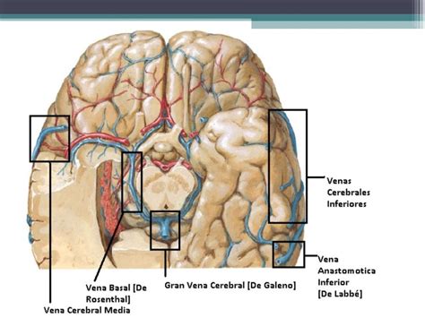 CIRCULACIÓN CEREBRAL Mind Map