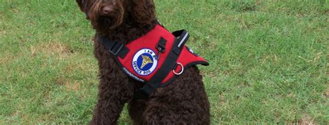 teach  labradoodle    service dog labradoodle breeder south carolina