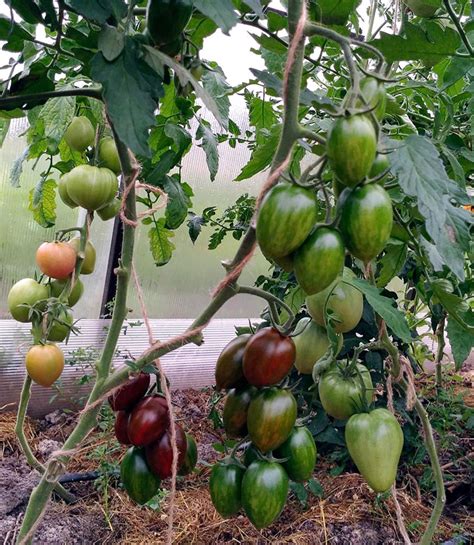 Лучшие сорта черри