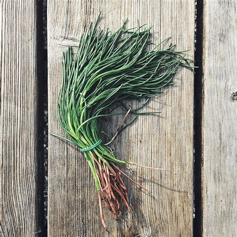 agretti - recept, tips och videor med bra förslag för användning