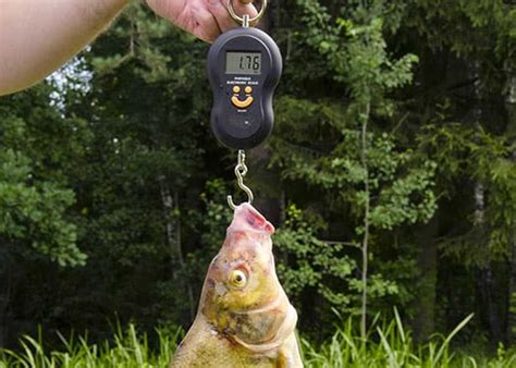 berkley digital fish scale  tape   complete review