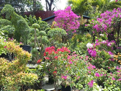 mga halamang ornamental lahat ng mga uri lahatnegosyo