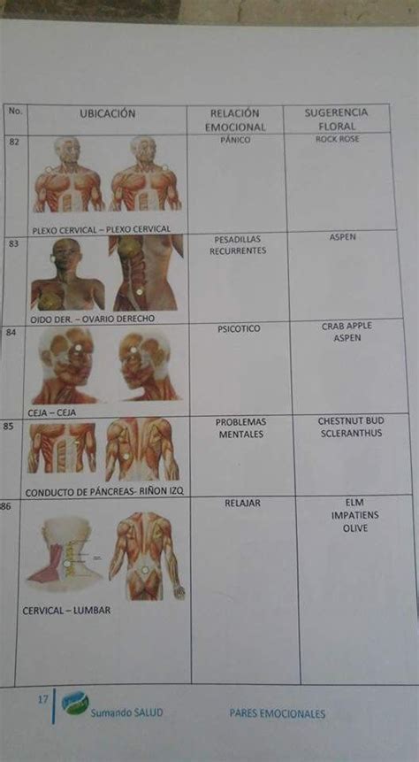 Pin En Imanes Y Puntos Imanes Para Biomagnetismo Terapia Flores De