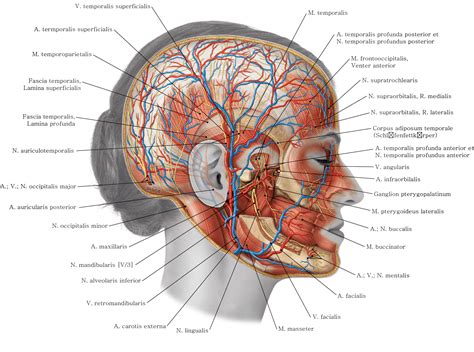 Sobotta Lernposter Anatomie - 9783437441905