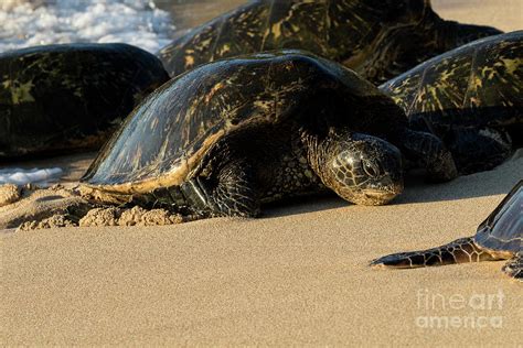 Green Sea Turtles On Hookipa Beach Maui Hawaii Photograph By The