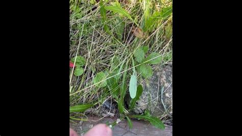 Cant Hold My Pee Pissing On Side Of The Road Dane Coxx Pornhub Gay