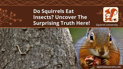 Do Squirrels Eat Insects Uncover The Surprising Truth Here Squirrel University