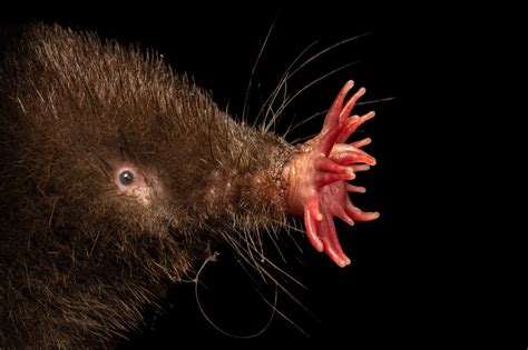 Star-Nosed Mole (Condylura cristata parva) - Joel Sartore