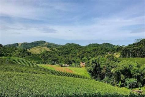 Wisata Kebun Teh Rancabali Peninggalan Belanda Dengan Spot Estetik