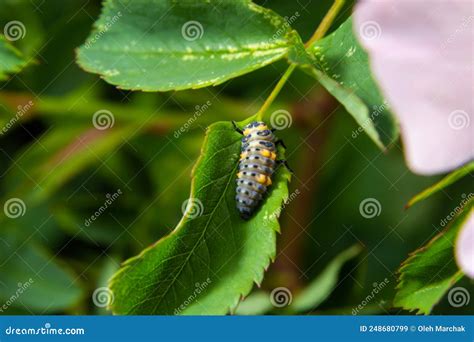 Macro Photo of Ladybug Larvae on Green Leaf Isolated on Backgrou Stock Image - Image of detail ...