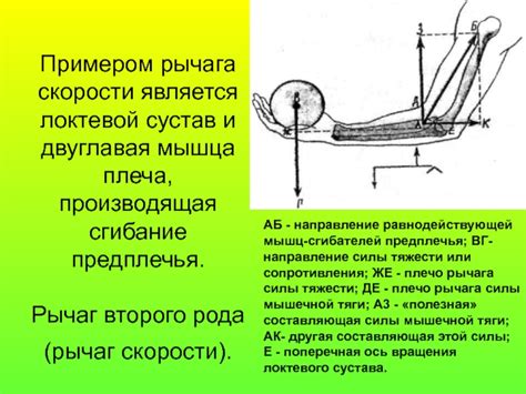 Функциональная характеристика мышц