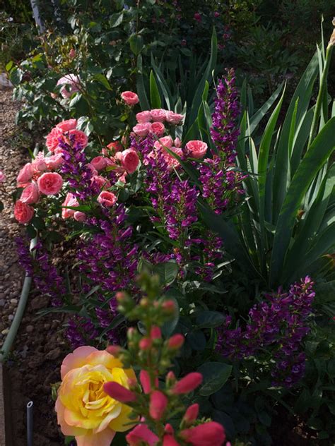 Пенстемон(Penstemon) - Page 5 - Форум HobbyKafe.com