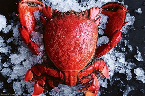 LS696 Queensland Multi-Species Licence For Sale | Queensland Fishing ...