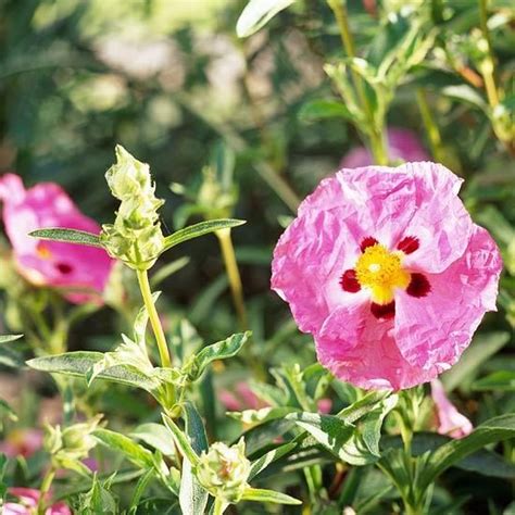 Beautiful Blooming Shrubs To Fill Your Garden With Color All Summer