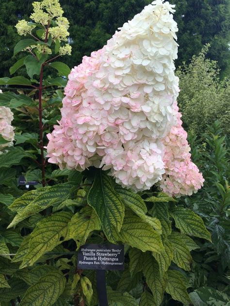 Гортензия Строуберри Блоссом Описание И Фото Отзывы – Telegraph
