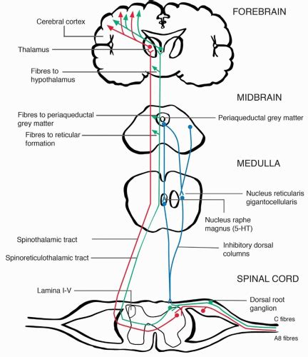 Pain Anatomy And Physiology Anesthesia Key