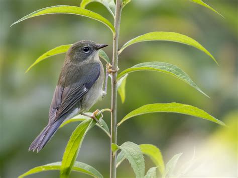 Female black-throated blue warbler by JeffGresko | ePHOTOzine