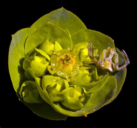 Makro Fotoğraf Çekimi Makro Objektifler Uzatma Tüpü Extension Tube Körük Bellows Close