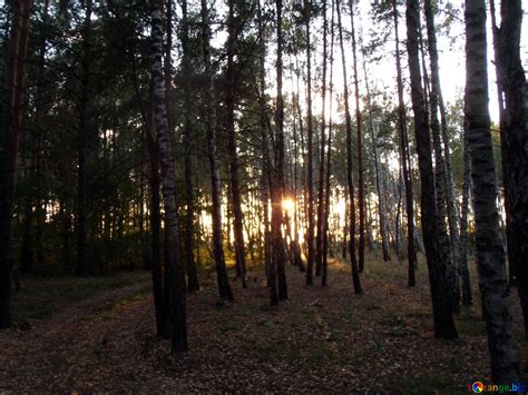evening forest  image