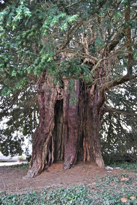 Veteran Trees In France