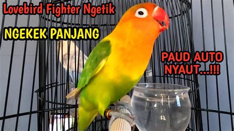 Lovebird Fighter Ngetik Lanjut Ngekek Panjang Masteran Untuk Labet