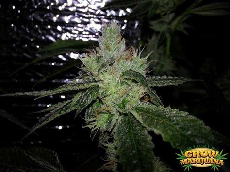 Cherry Pie Seeds Strain Review Grow