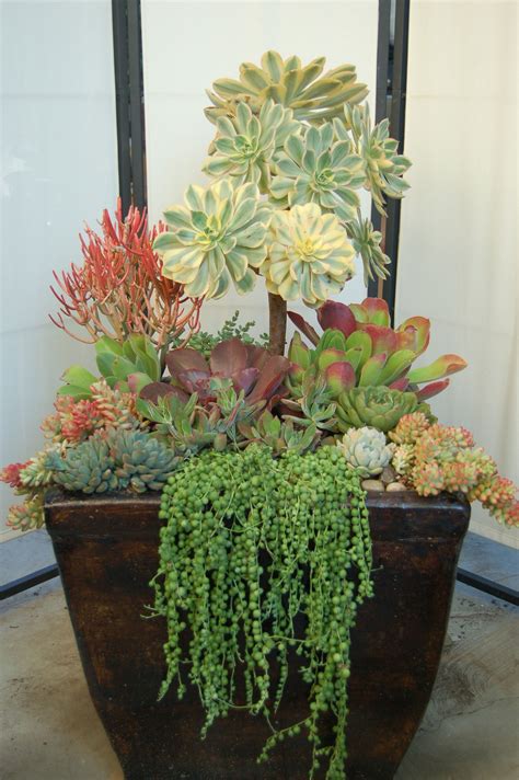 Succulents For Tall Planters at Debra Helton blog