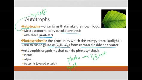 Autotrophs Vs Heterotrophs Youtube