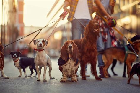 animal jobs  opportunities  academy  pet careers