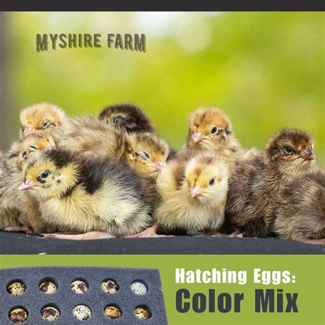 myshire-farm-coturnix-quail-hatching-eggs-color-mix–9239sf – Myshire Farm