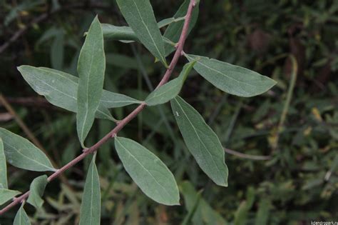 Спирея серая (фото, описание) - купить саженцы в Новосибирске из питомника