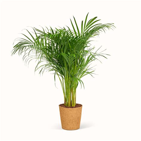 Køb Dypsis Lutescens - Guldpalme online | Bedste indendørs palme ...