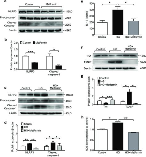 Metformin Inhibited The Activation Of Nlrp Inflammasomes And