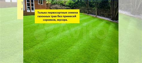 Газонная трава купить в Ростове-на-Дону | Товары для дома и дачи | Авито