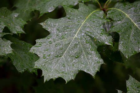 Rain Droplets on Leaves Royalty-Free Stock Photo