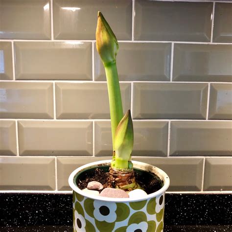 Hippeastrum Double Galaxy Group Elvas Hippeastrum Elvas In
