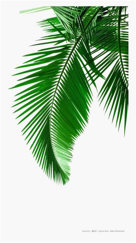 Picture Leaf Leaves Material Arecaceae Palm Green Clipart Palm Leaves