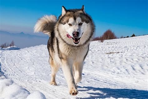 Samoyed Vs Alaskan Malamute What Are The Differences