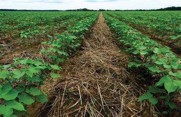 The Benefits Of Cover Crops Trellis