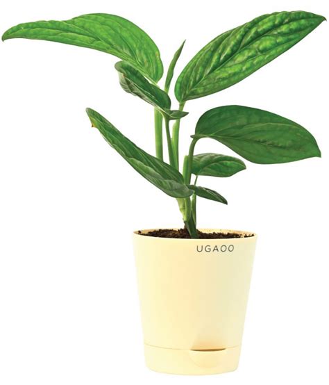 Ugaoo Monstera Peru Green Natural Live Indoor Plant With Pot Buy Ugaoo