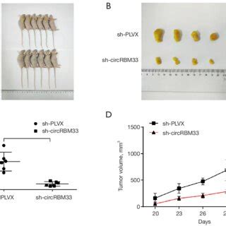 Knockdown Of CircRBM33 Inhibited Tumor Growth In Vivo Nude Mice Were