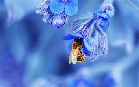 Cute Bee Desktop Wallpapers - Top Free Cute Bee Desktop Backgrounds ...