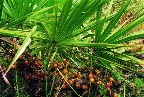 Saw palmetto facts and health benefits